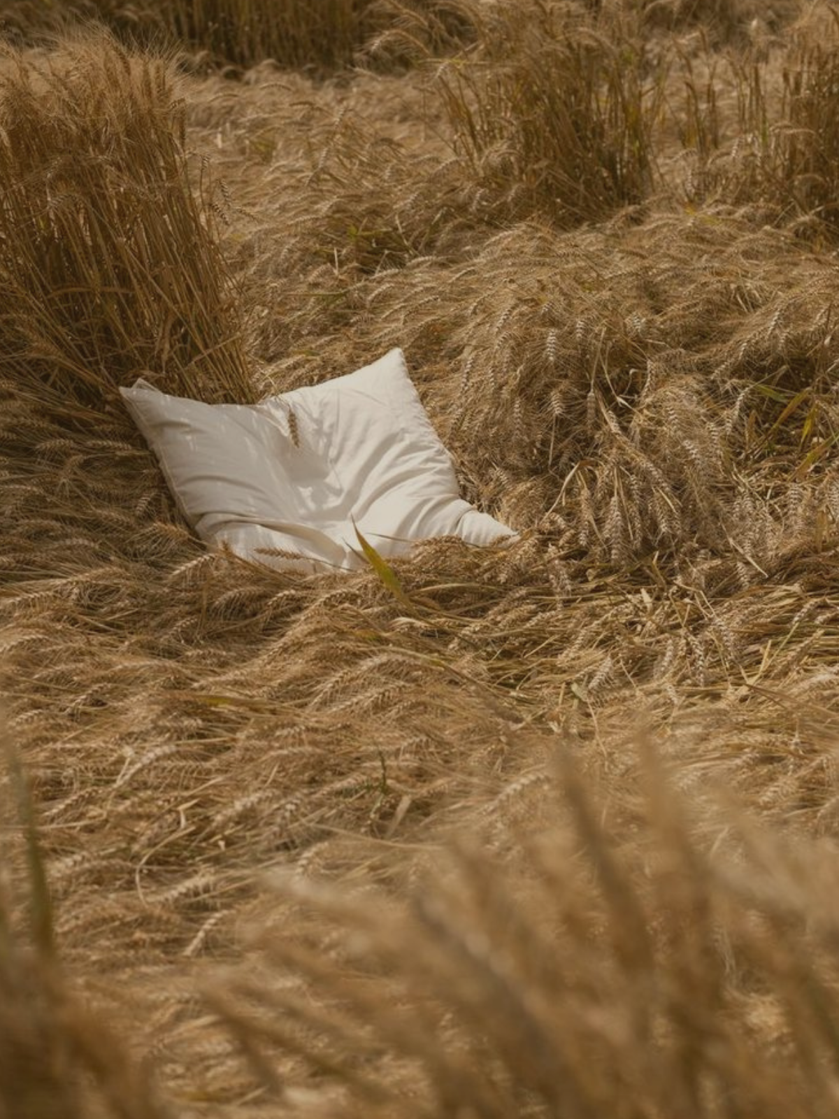 Pillow in wheat field